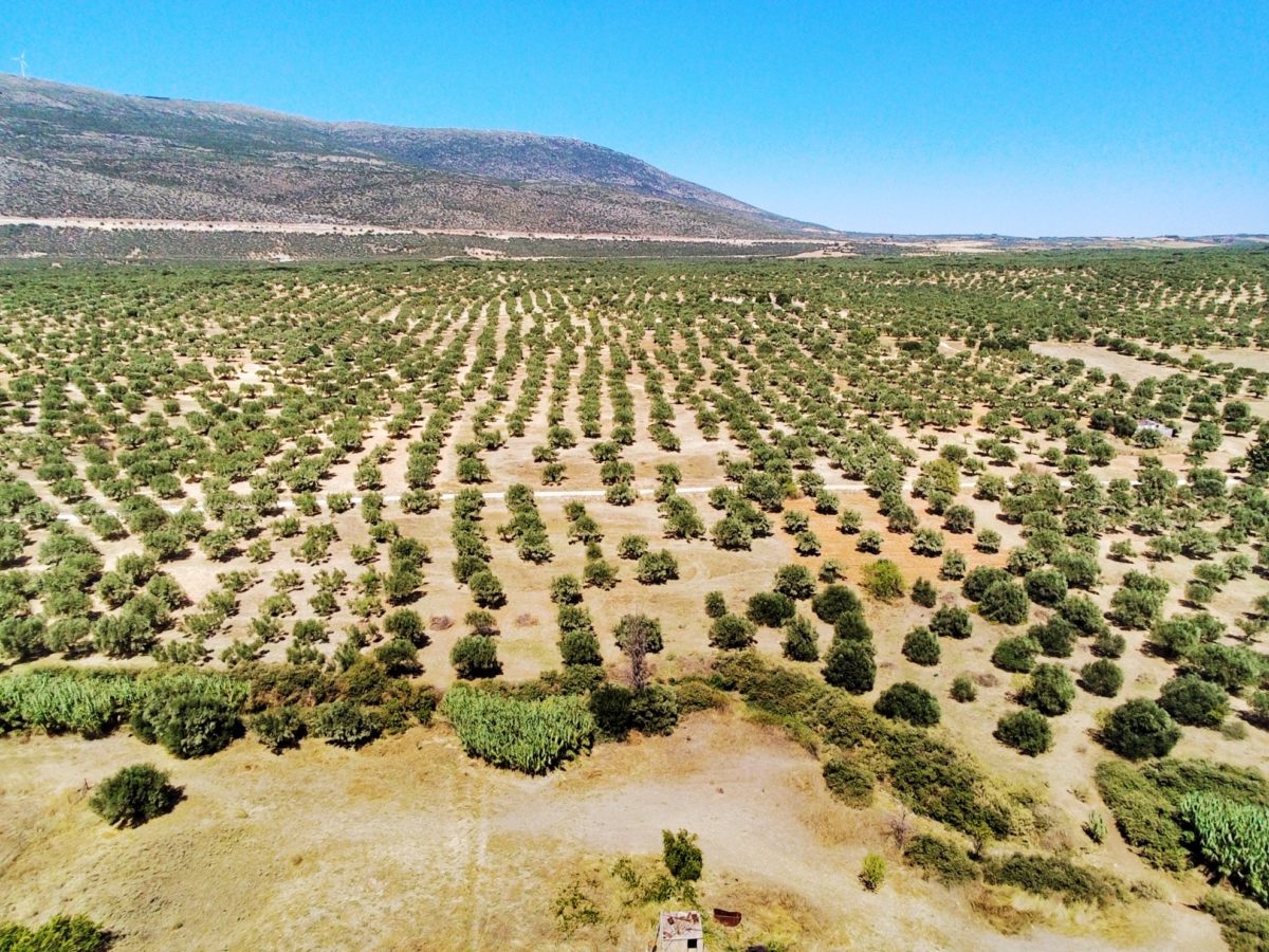 Kadmus Olive Mill: reinvigorating the local olive oil industry