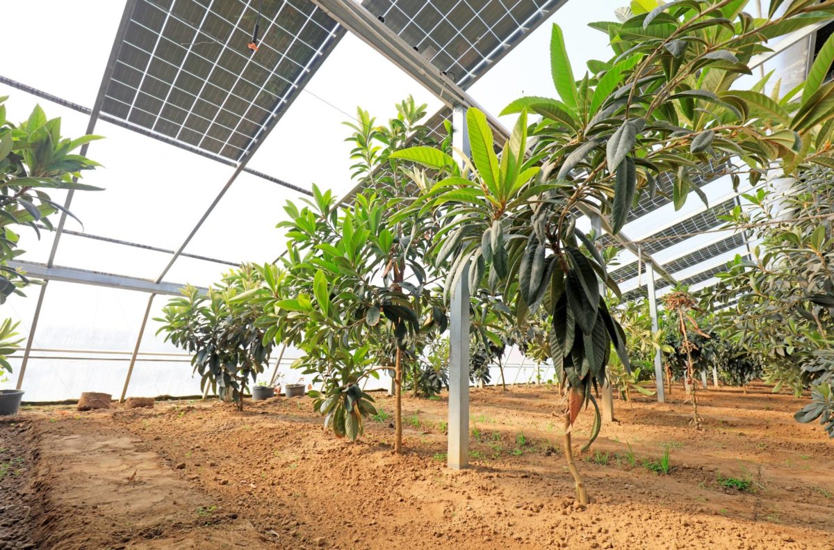 Indoor shrubs and plants growing in an agrivoltaic farm