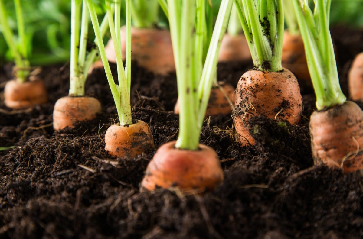 Close ups of carrots in the soil
