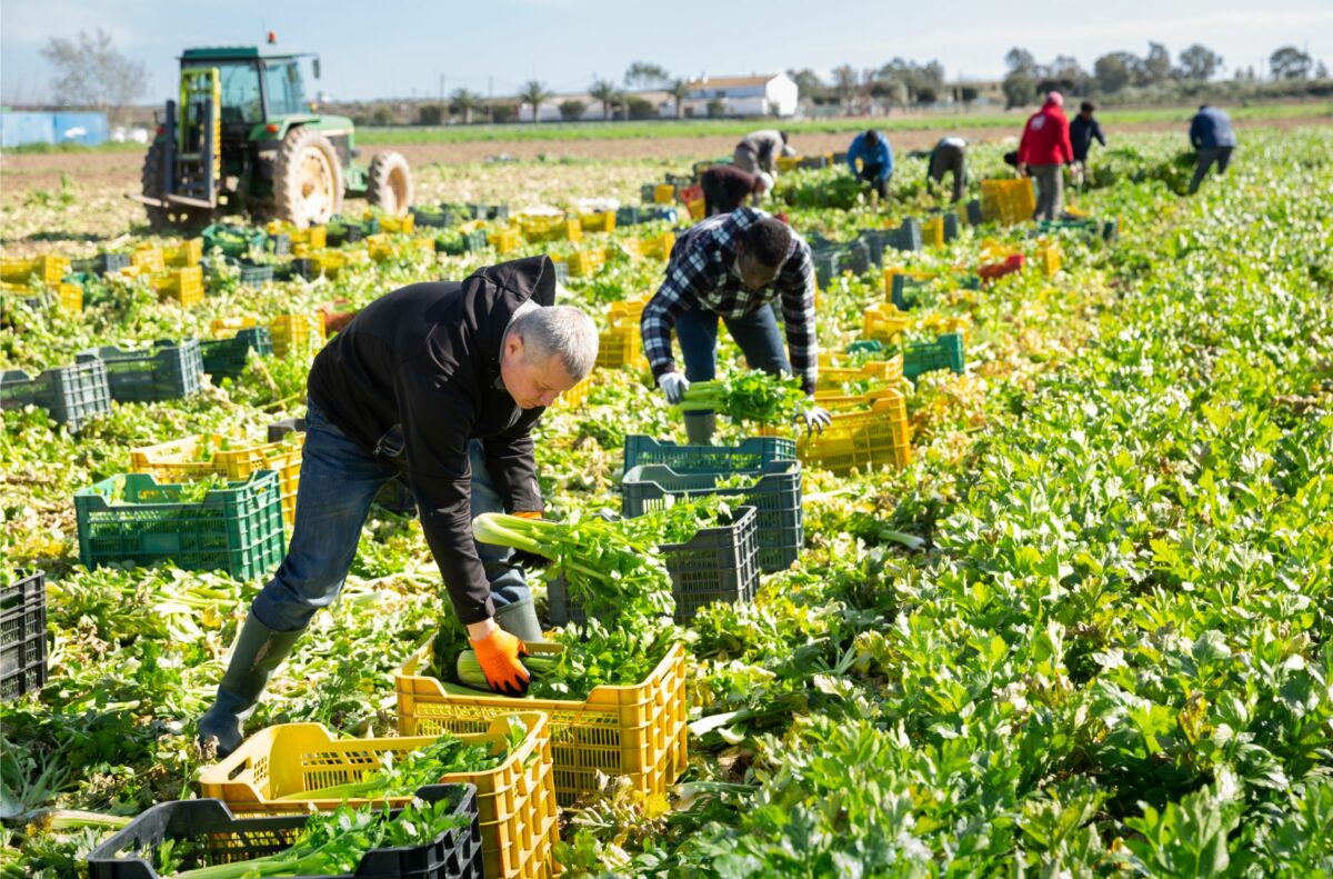 Men in a field picking vegetables 