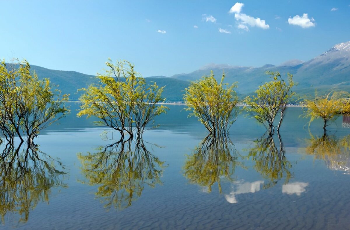 Άποψη της λίμνης της Πρέσπας με δέντρα που φυτρώνουν στο νερό