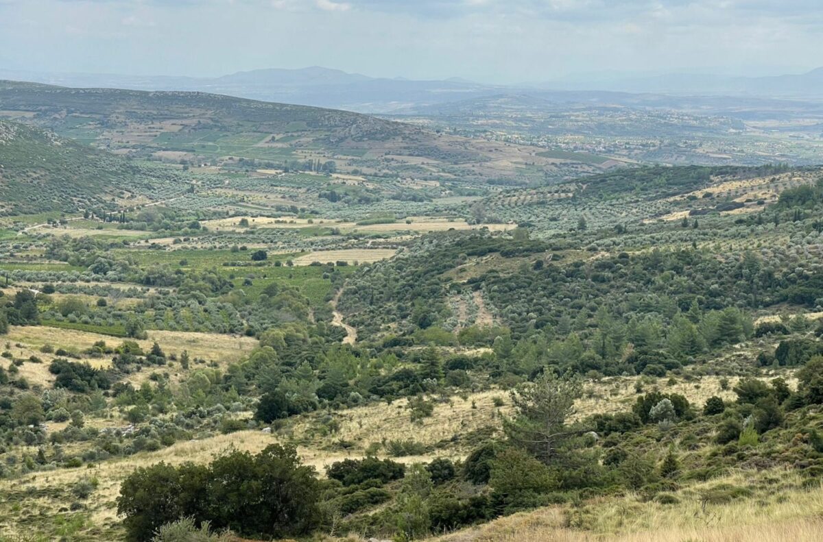 Το τοπίο πίσω από το ελαιοτριβείο Kadmus με κυματιστούς λόφους και ελαιώνες